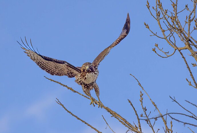 RSandor_2024_01_23_4183-Enhanced-NRNRRed-Tail-Takeoff-#3-DM