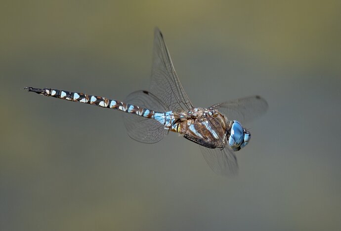 Another flying Dragonfly