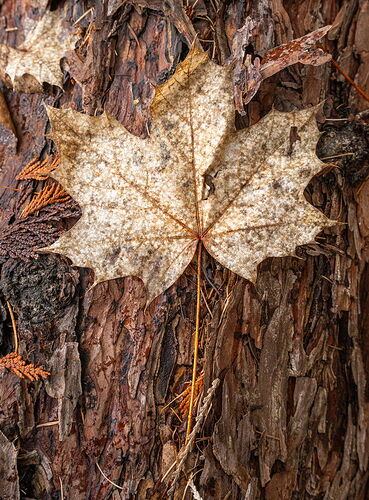 Original- Maple Leag-1.jpg