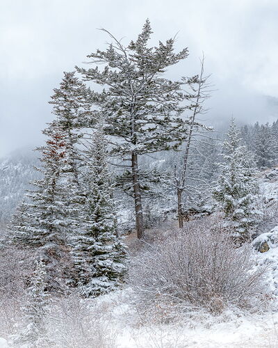 Snowy Trees, Banff.jpg