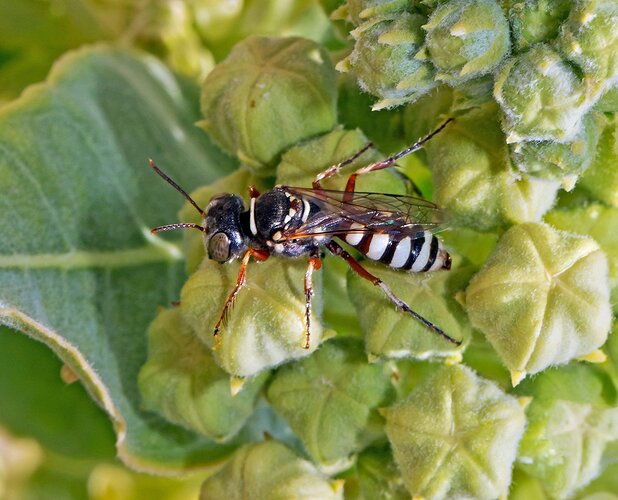 Crabronid-Wasp-Milkweed-Patch