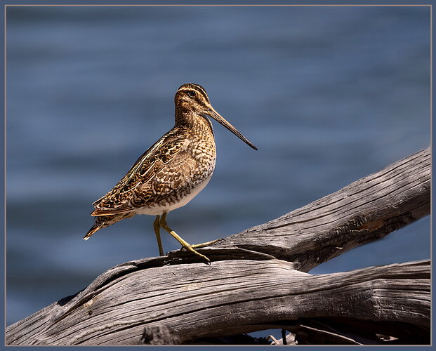 Wilson's Snipe