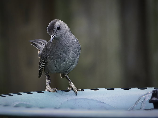 _DSC6223.jpeg