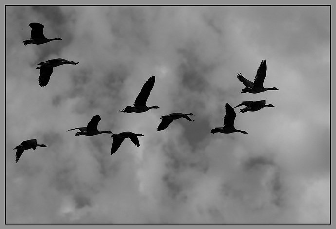 Canada Geese in B&W-NPN.jpg