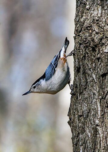 White-breasted Nuthatch