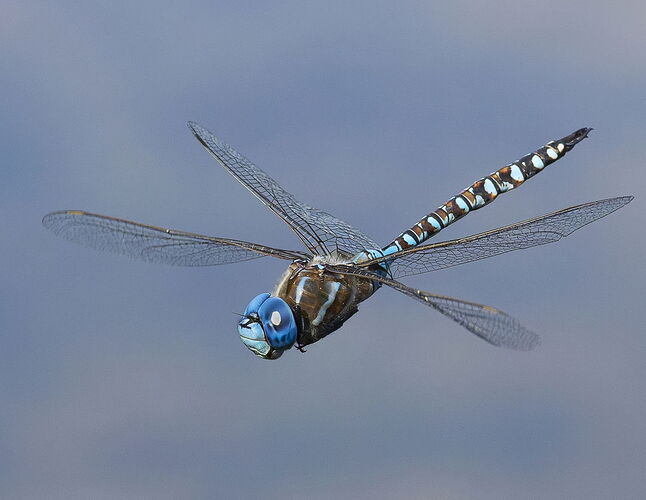 Blue-eyed Darner Print Crop.jpg