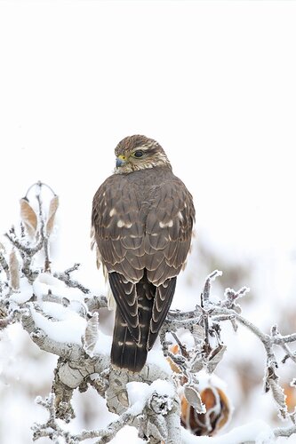 HAWK IN A PEAR TREE