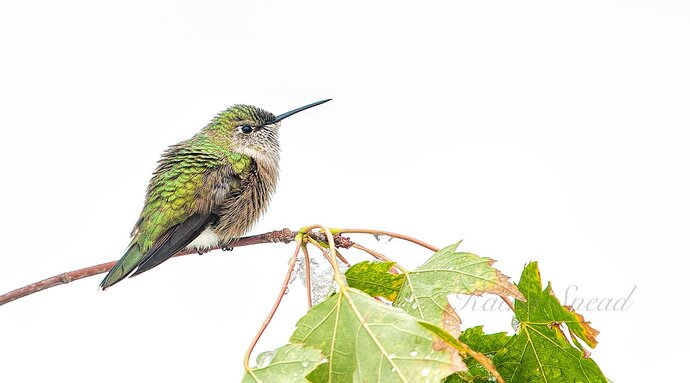 Cold Hummingbird