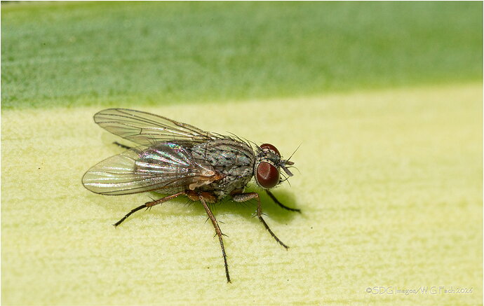 Original - Buzz-64787A7r3-26.jpg