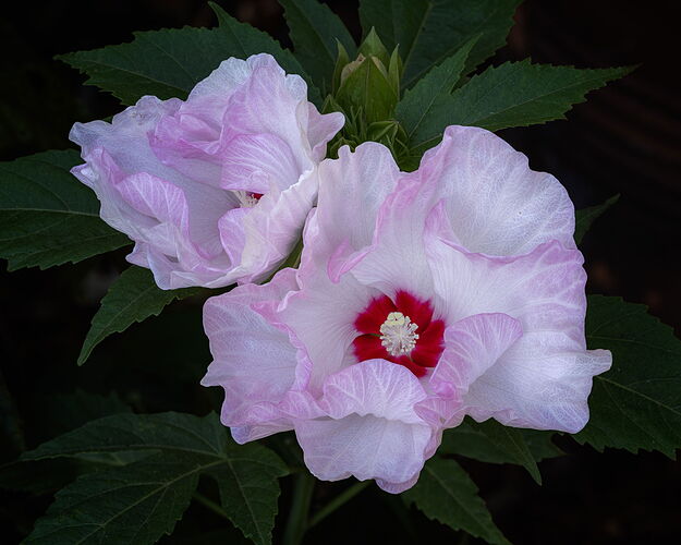 2025-08-20-12.51.56 ZS PMax-Edit.jpg