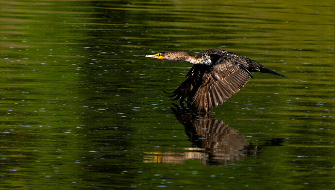 corm if repostcorm if repost-DxO_DeepPRIME XD3-3 copy-topaz-focus-sharpen-wonder-denoise.jpg