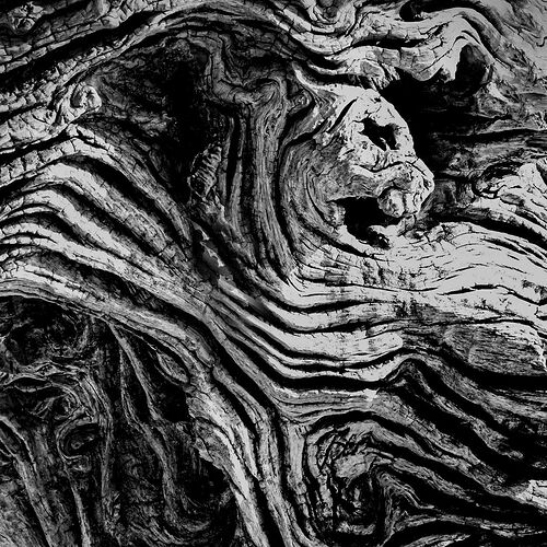 Cat-Face-in-the-Wood