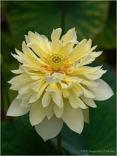 Mellow-Yellow-54668A7r3-25.jpg