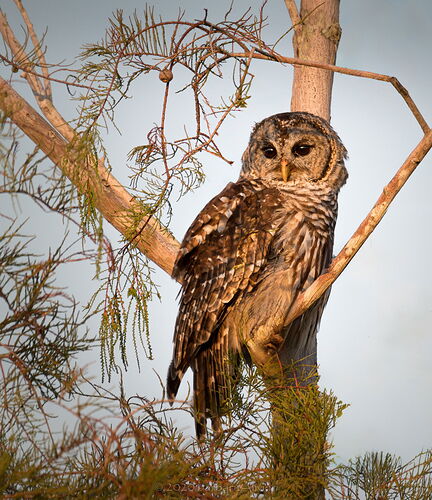 PHO Owl-Edit.jpg