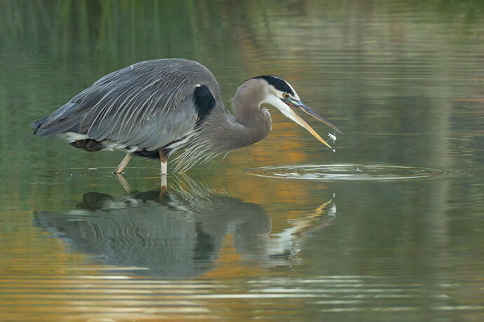 Great Blue Heron 55.jpg