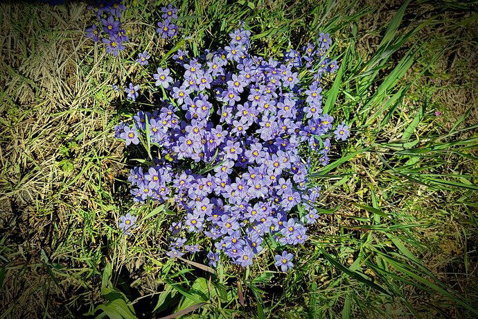 Sword-leaved Blue-eyed Grass