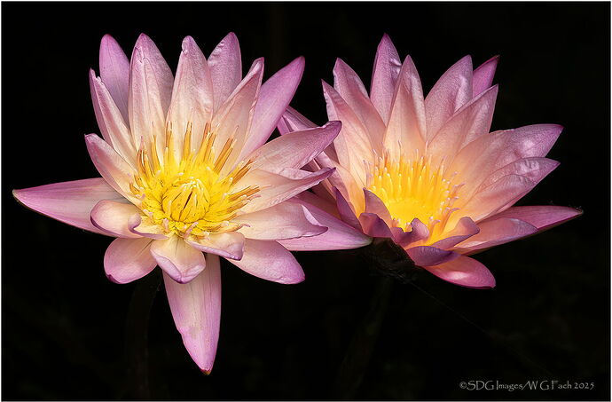 Water-Dreams-V-2025-07-26-11-02-05-(A,R8,S4)A7r3-25.jpg