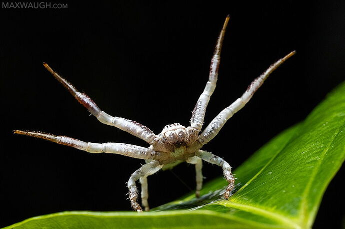 spiderbirddroppingcrab1025borneo9.jpg