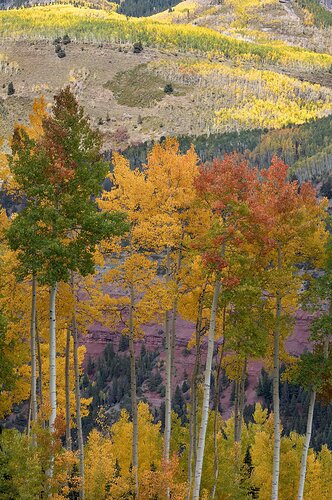 Autumn Color, San Juan Mountains, Colorado