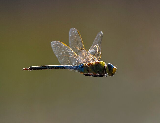 Blue Darter