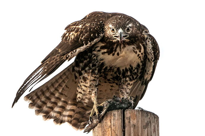 Birds-115.jpg