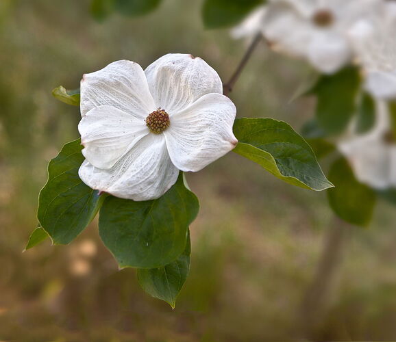 Dogwood _MG_1453-NPN