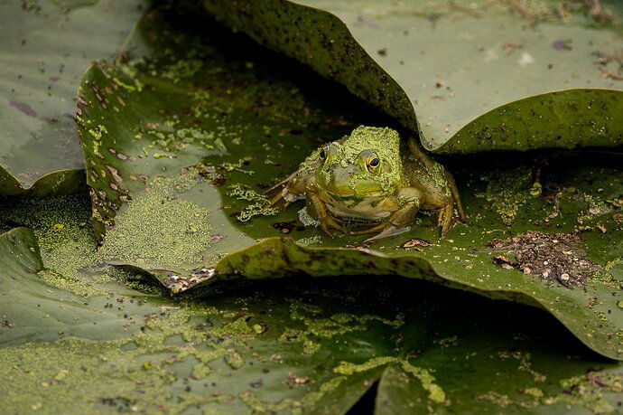 watkins-lake-preserve-mi-3208-terrance-alexander-2023-09-17-dng_dxo_deepprime-lilypad camo.jpg