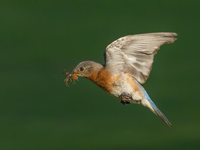 Original - Eastern Bluebird 37.jpg