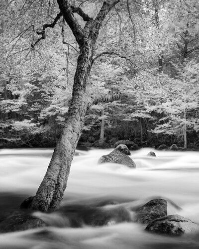 TreeandBoulders_HappyIsles_2024.jpg