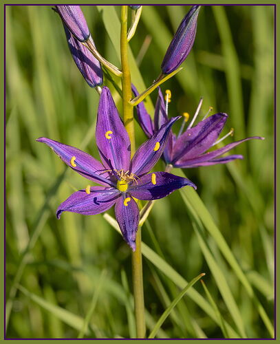 Great Camas and Eurasian Running Crab Spider-NPN.jpg