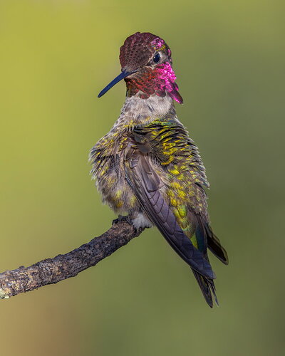 _49A5297-Edit.jpg