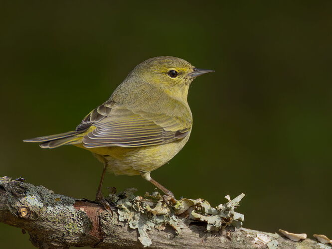 Orange-crowned Warbler 1.jpg