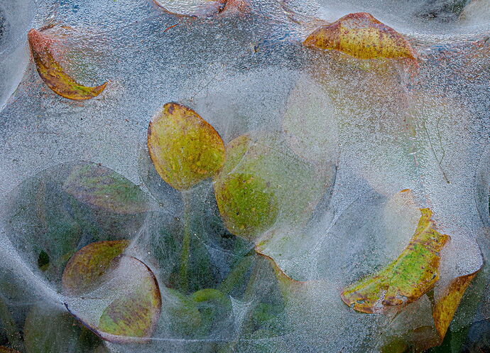 Misty Spider Webs.jpg