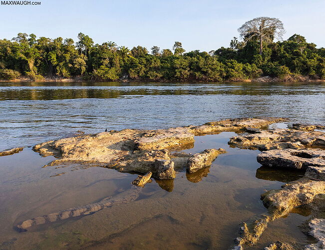 caiman0725brazil23430-1600px.jpg