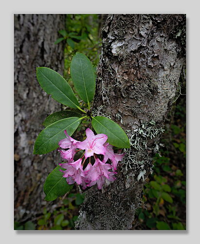 20240614 Pink Corsage 07 framed.jpg