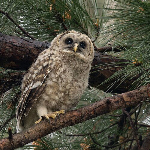 Barred Owl 1.jpg