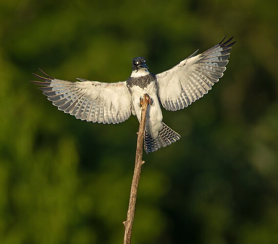Belted Kingfisher