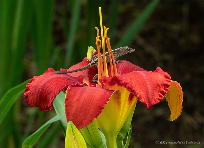 Lily-Surfing-69254A7r3-26.jpg