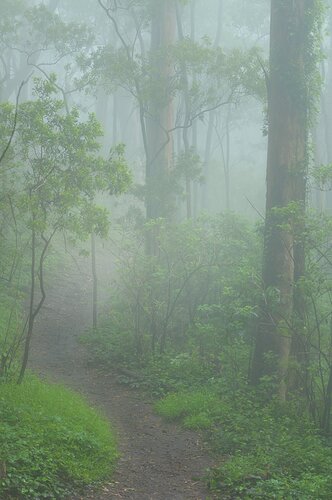 Magic forest