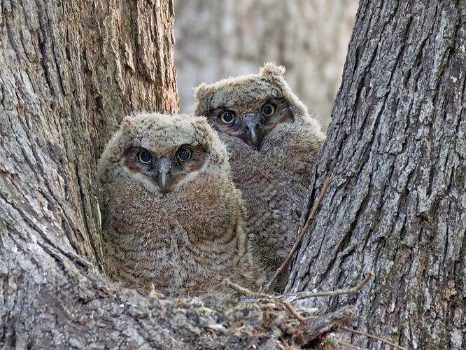 Great Horned Owl 2.jpg