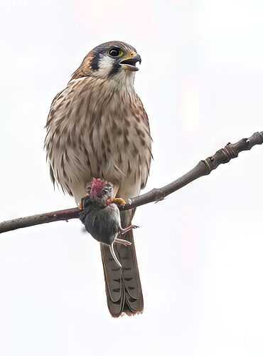 kestralkestrel with mouse 2 Firefly Upscaler 2x scale_NIK_NIK-topaz-focus-sharpen