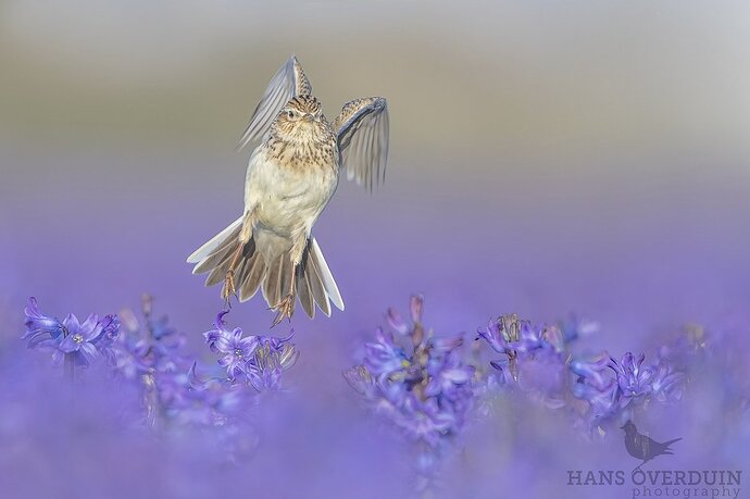20200323-074731DSC_3787-bewerkt-2-bewerkt - sharpened