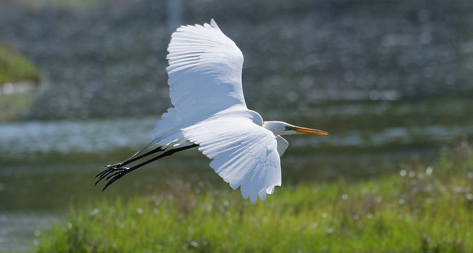 Original - _DSC7293_DxO.jpg