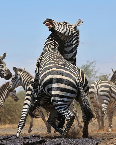 Skirmish at the waterhole