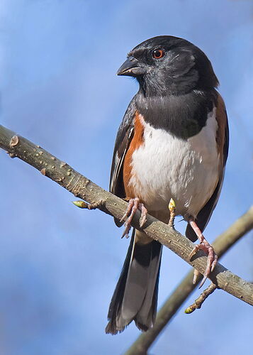 Eastern Towhee