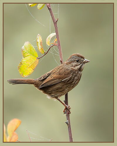 Song Sparrow-NPN.jpg