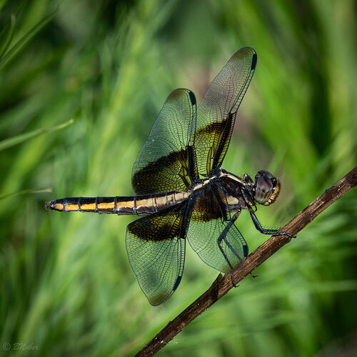 Widow-Skimmer-5730.jpg