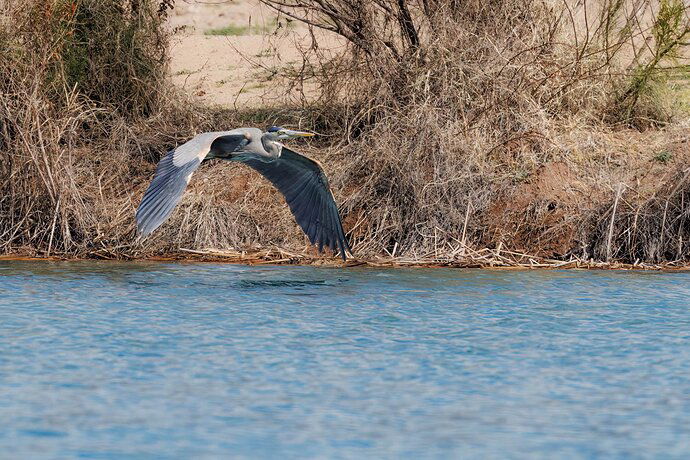 20230214-blue-heron-Silverwood-lake-9052