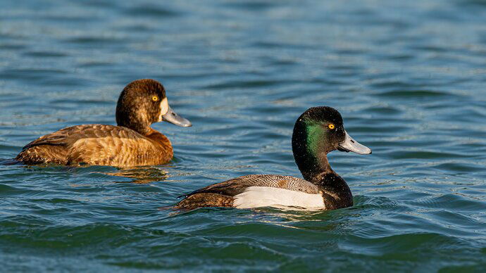 Greater Scaup-6837-Edit