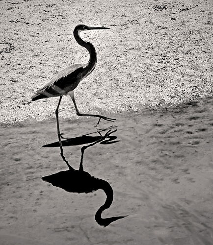 Bird and Double reflection.jpg